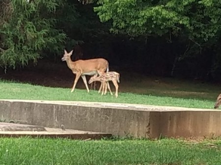 Fawn Has Irregular Stripes Not Spots
