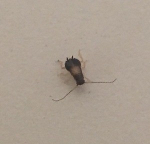 What Kind of Bug Is This? - bug with very long antennae