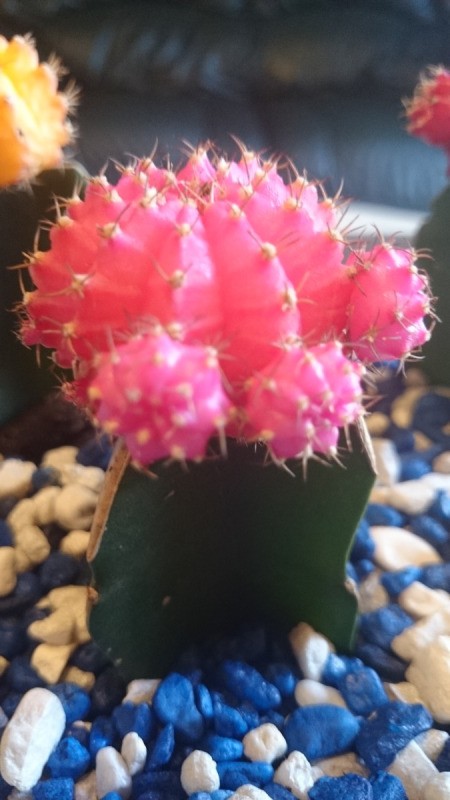 Growing Cactus from Pups - grafted cactus
