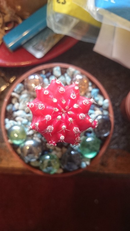 A colorful cactus with small pups on the side.