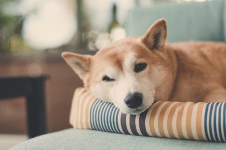 Cute dog laying on a pet bed.