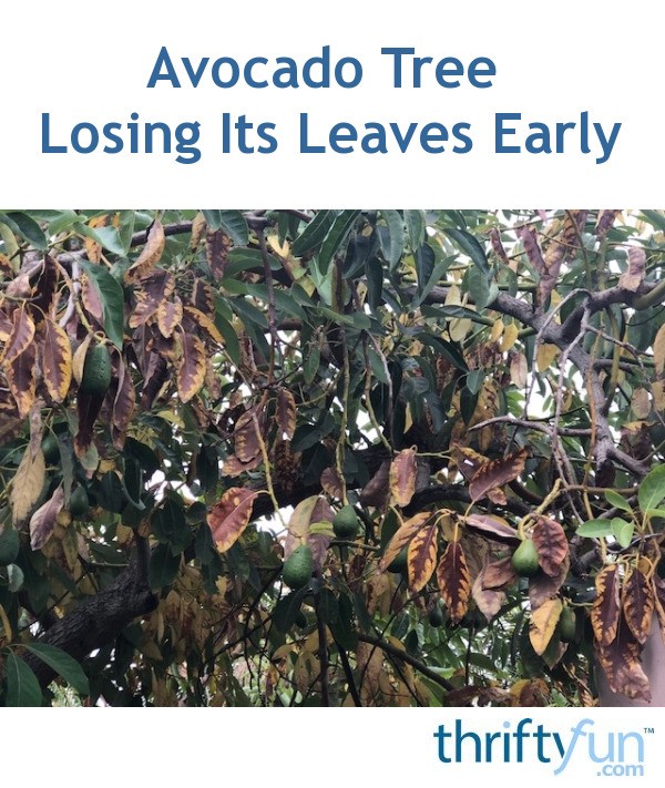 Avocado Tree Losing Its Leaves Early? ThriftyFun