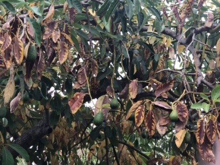 Avocado Tree Losing Its Leaves Early - brown leaves on tree