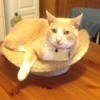 Pinkus Zuckerman  (Mixed Breed Cat) - orange and white tabby colored cat