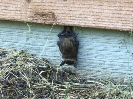Mother Bat and Her Pup - bat and pup hanging from house siding