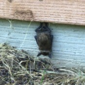 Mother Bat and Her Pup - bat and pup hanging from house siding