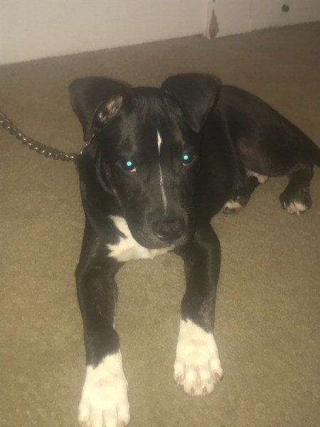 Is My Pit Bull Full Blooded?