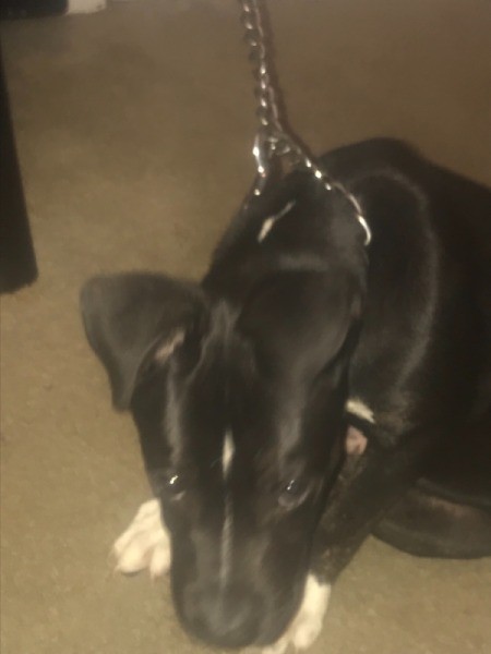 Is My Pit Bull Full Blooded?