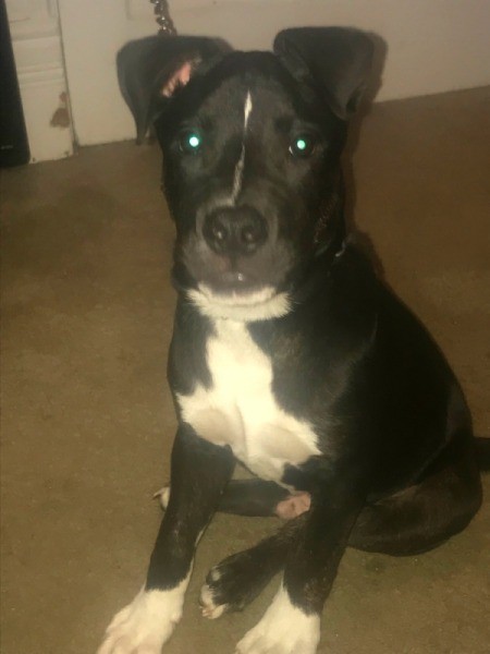 Is My Pit Bull Full Blooded?