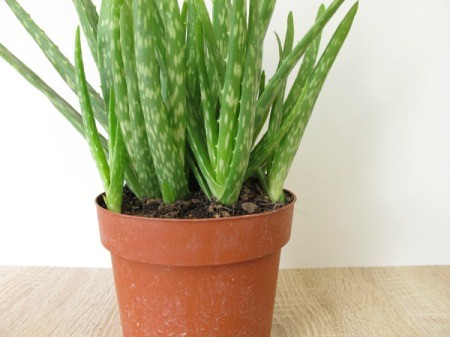 Aloe plant in a plastic pot.