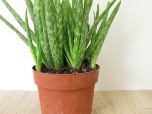 Aloe plant in a plastic pot.