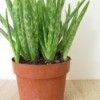 Aloe plant in a plastic pot.