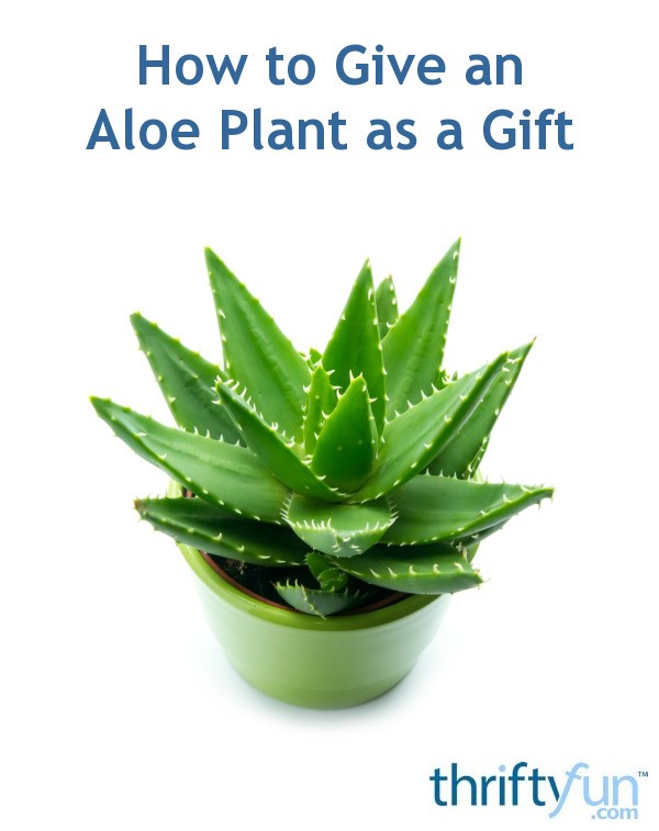 How to Give an Aloe Plant as a Gift | ThriftyFun