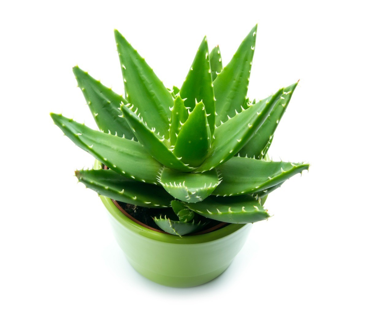 How To Give An Aloe Plant As A Gift Thriftyfun