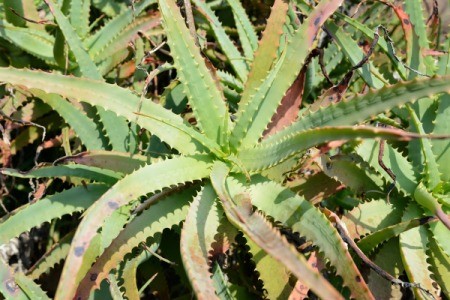 Large withering aloe plant.