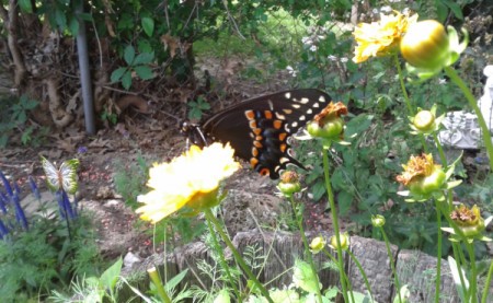 Black Swallowtail Butterfly - butterfly on yellow flower