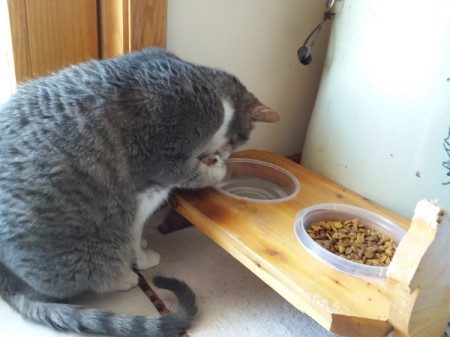 Baby (Cornish Rex and Tabby) - Baby paw drinking