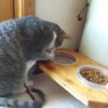 Baby (Cornish Rex and Tabby) - Baby paw drinking