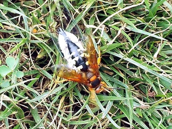 A wasp carrying a cicada.