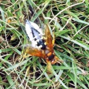 A wasp carrying a cicada.