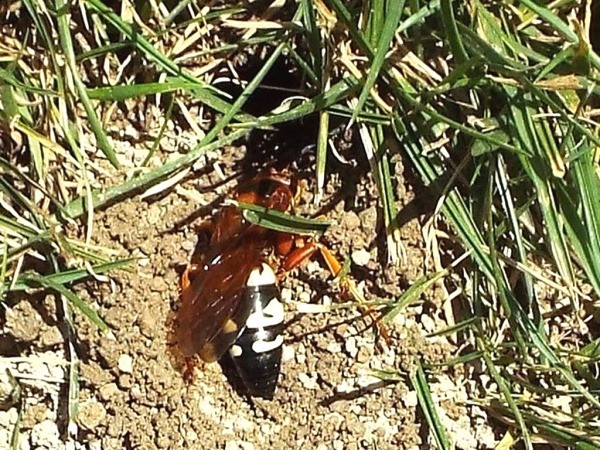 A wasp carrying a cicada.