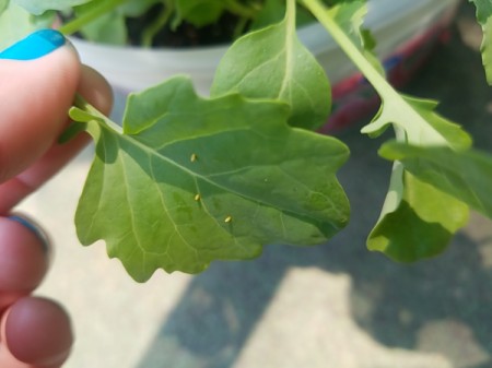 Identifying Insect Eggs | ThriftyFun