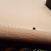 Identifying a Small Brown Insect