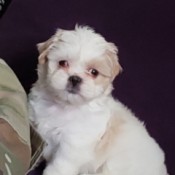 Causes for Blood in a Puppy's Stool - fluffy white and tan puppy