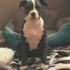 Is My Dog a Full Blooded Pit Bull? - gray and white puppy