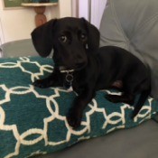Reuben (Dachshund) - black puppy on a green and white pillow