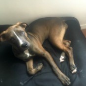 Is My Dog a Blue Nose Pit Bull? - brown dog with white on face, chest and feet and darker coat on legs, back, and face