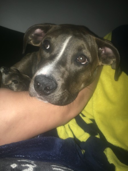 Is My Dog a Blue Nose Pit Bull?