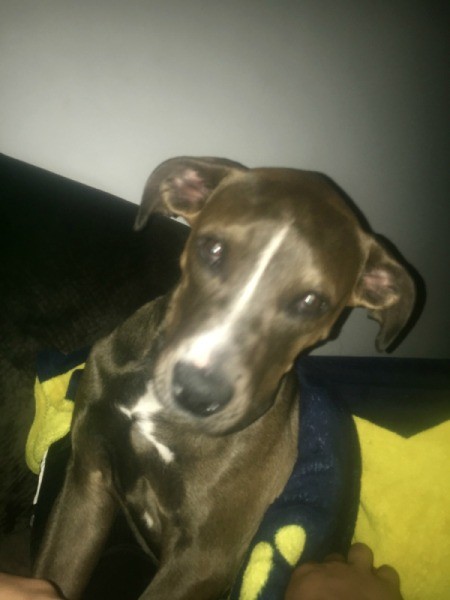 Is My Dog a Blue Nose Pit Bull?