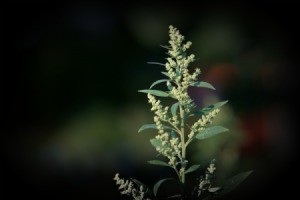 Lamb's quarters plant (Chenopodium album) at twilight.