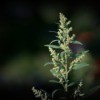 Lamb's quarters plant (Chenopodium album) at twilight.