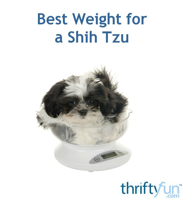 Shih Tzu Size And Weight Chart