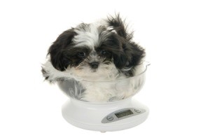 Shih Tzu puppy on a kitchen scale.