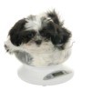 Shih Tzu puppy on a kitchen scale.