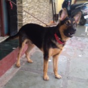 What Breed Is My Dog? - black and tan dog