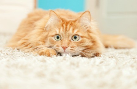 Anxious looking cat on a white carpet.