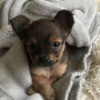 Kona (Yorkie Chihuahua Mix)  - brown and tan puppy in a blanket