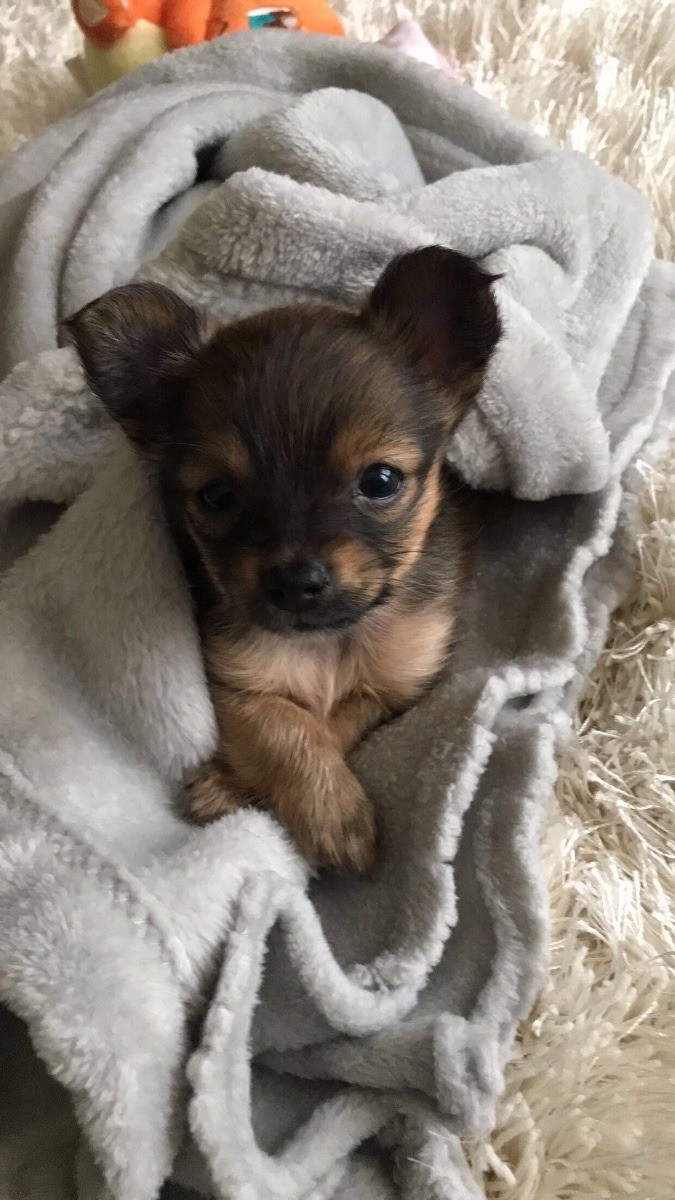 James Yorkie Chihuahua Mix Puppies For Sale