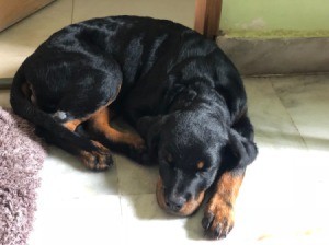 Puppy Is Sick Following First Rabies Shot - Rottweiler puppy