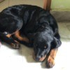 Puppy Is Sick Following First Rabies Shot - Rottweiler puppy
