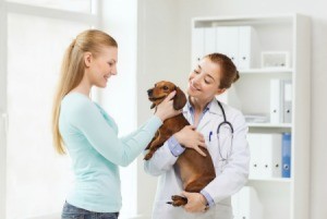 Dog at the vet.