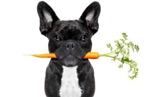 Dog with a carrot in it's mouth.