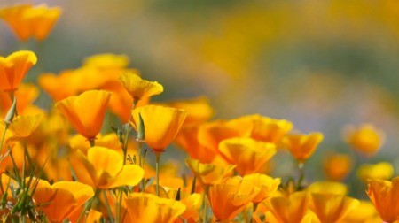 Field of orange poppies.