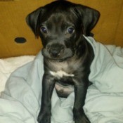 Is My Dog a Full Blood Pit Bull? - young puppy with dark coat and white on chest