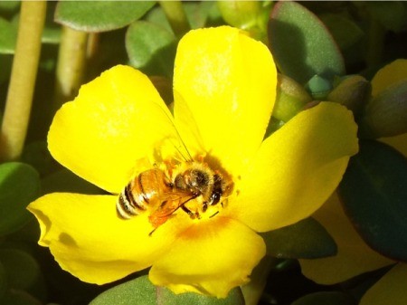 The Most Welcome Bees - on yellow portulaca