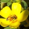 The Most Welcome Bees - on yellow portulaca